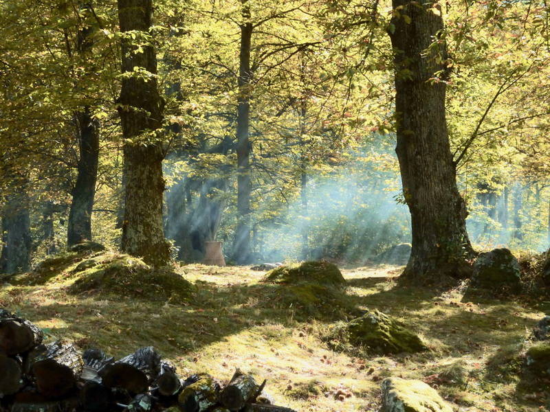 The chestnut forest